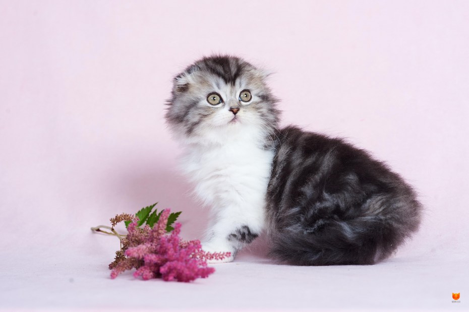 Скоттиш фолд хайленд котята