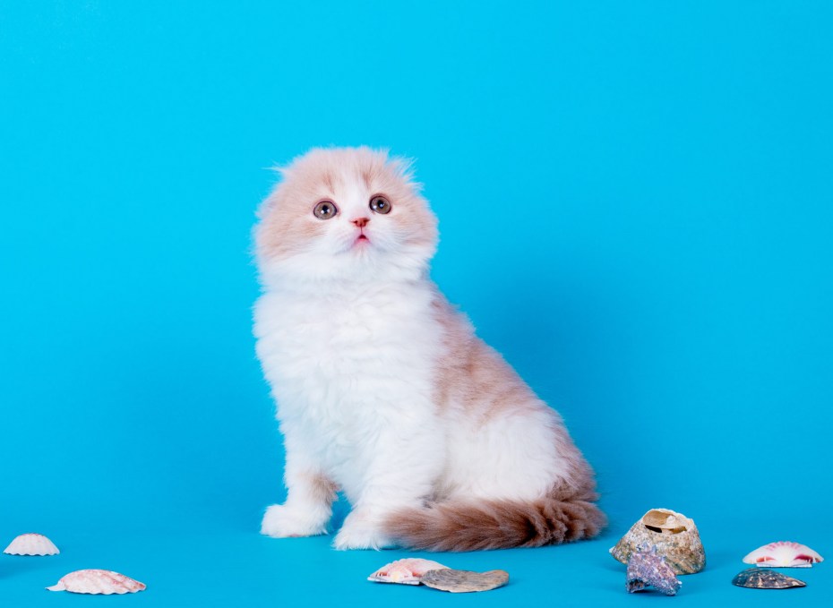 Шотландская кошка хайленд страйт