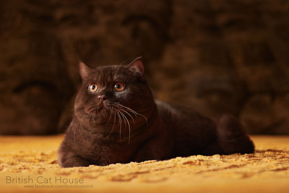 Коричневый британец котенок