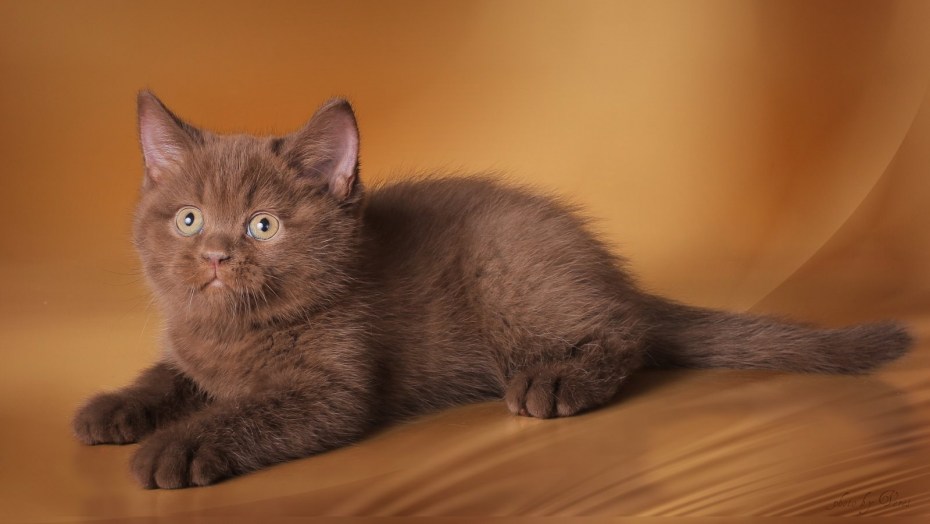Шоколадный скоттиш страйт кот