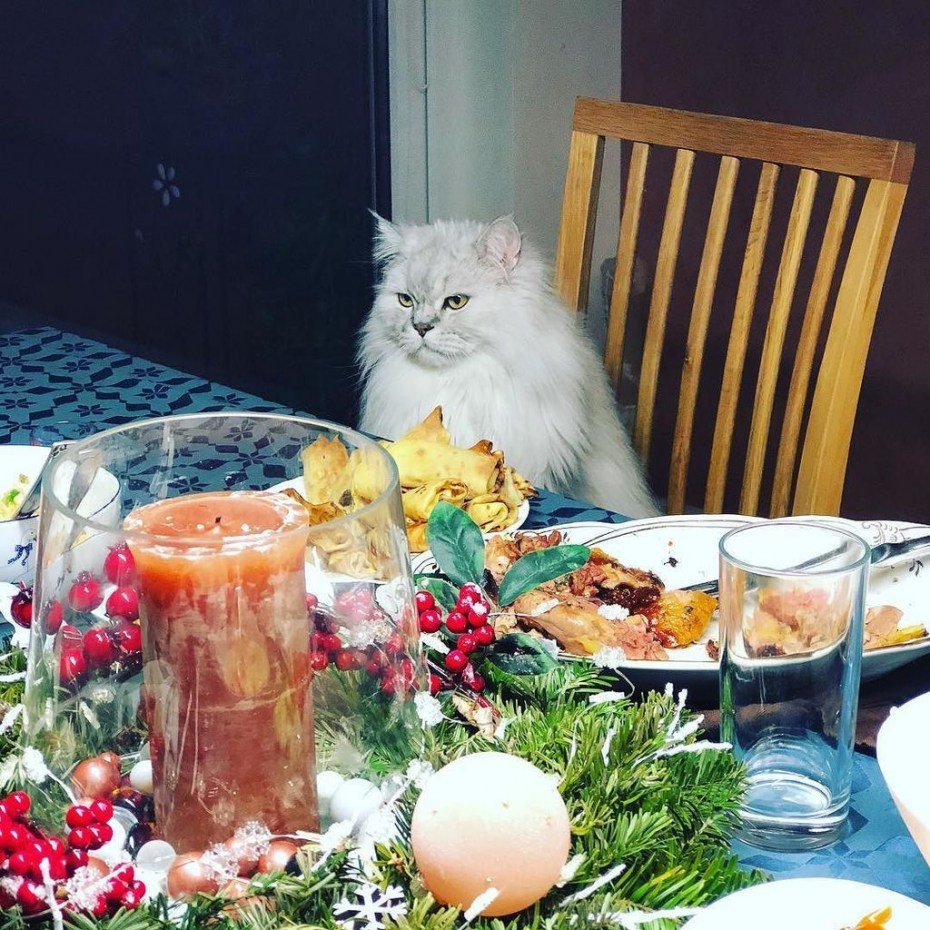 Коты за столом
