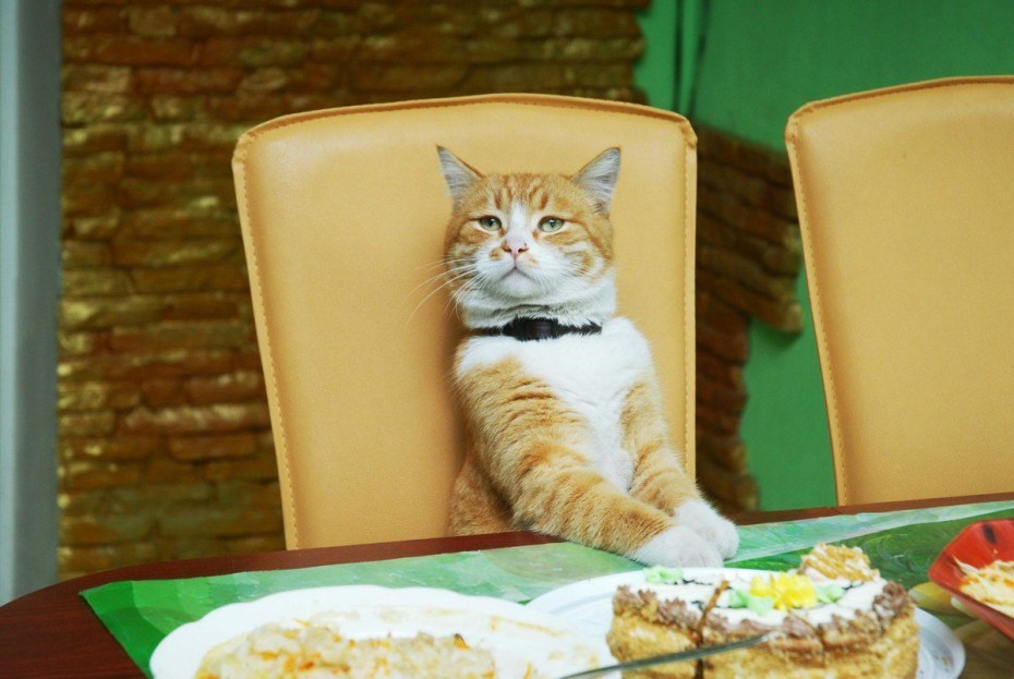 Кот ужинает