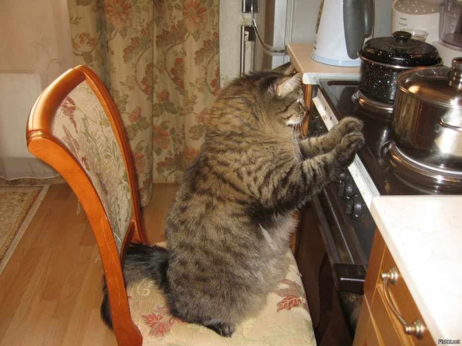 Кошка на кухне