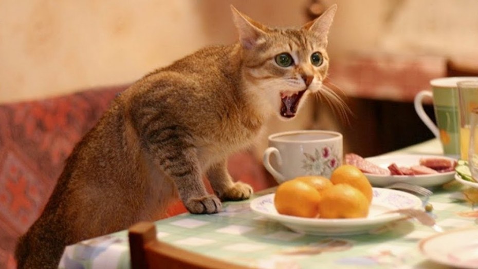 Кот пьет чай