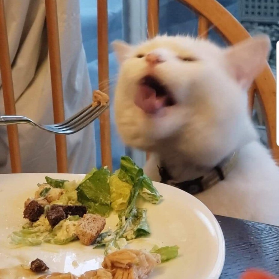 Белый кот за столом