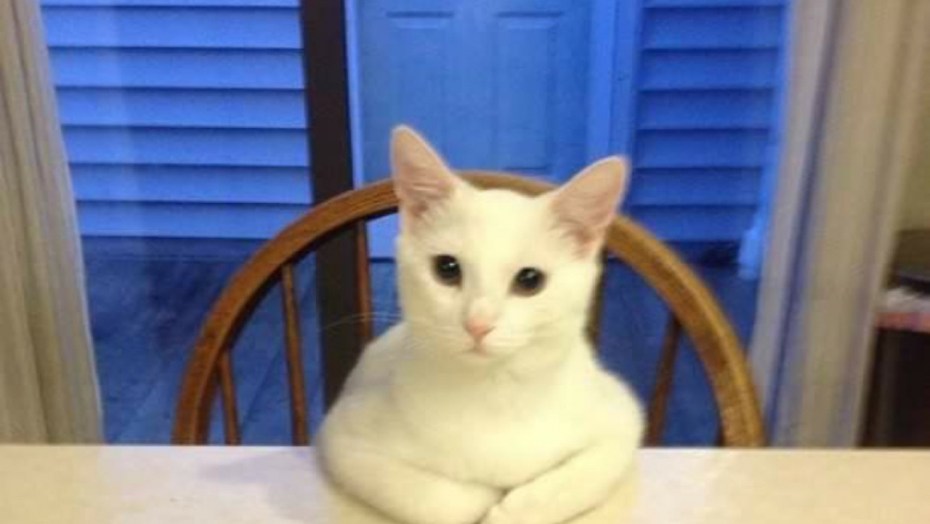 Недовольный кот сидит