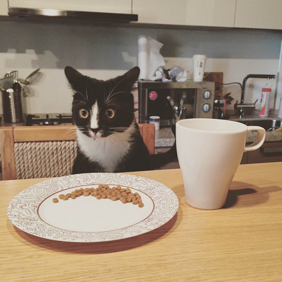 Кот за столом