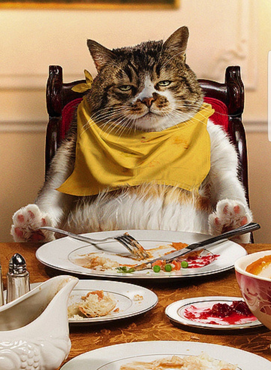 Обожравшийся кот