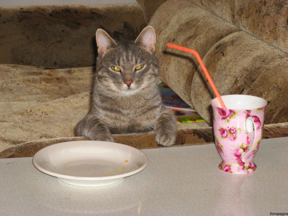 Котик сидит за столом