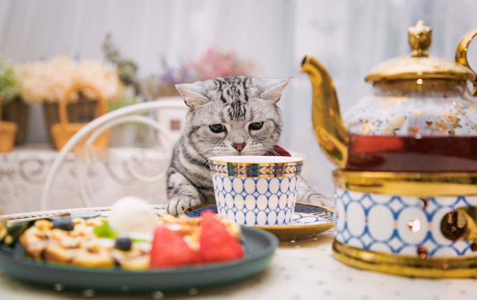 Котята за столом