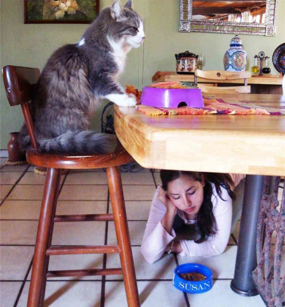 Кот и хозяйка