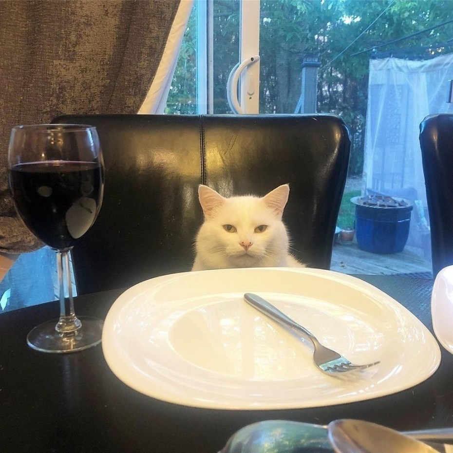 Мем с котом за столом