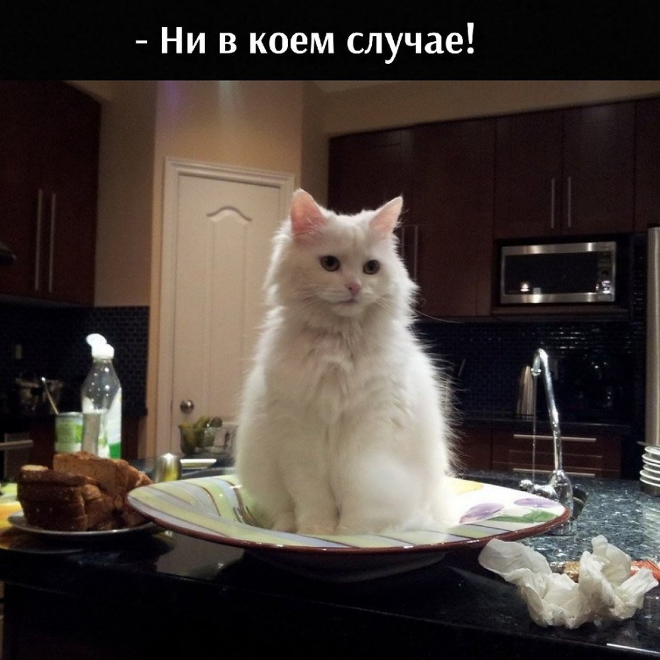Кот с тарелкой