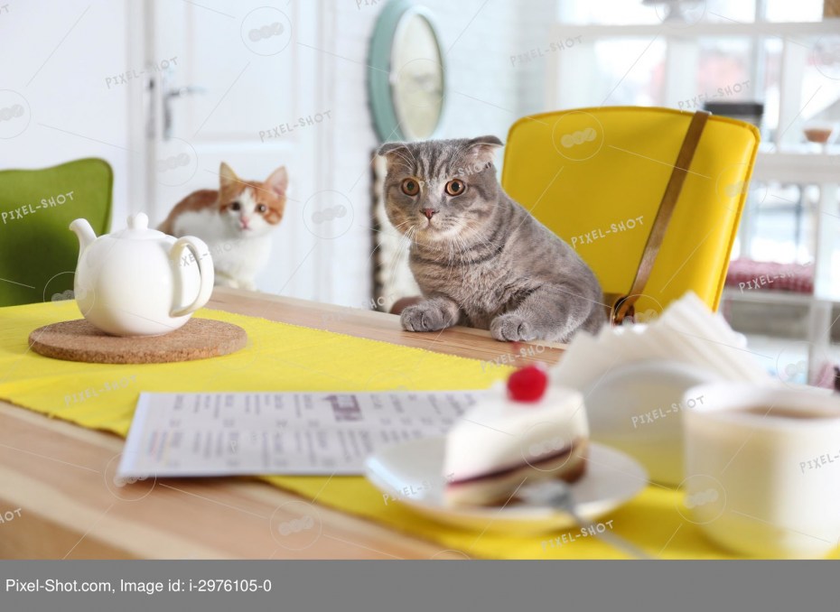 Кот сидит в кафе
