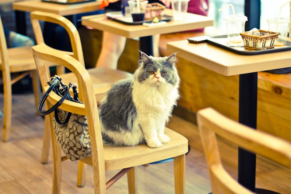 Котофейня кафе с котиками