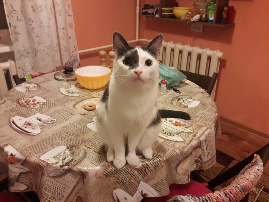 Кошка на обеденном столе