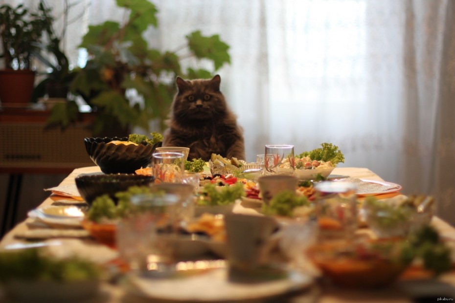 Кот обедает