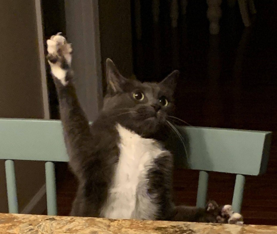 Кошка на шкафу