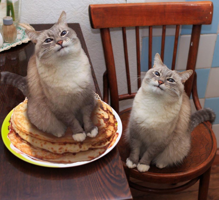 Кошка с блинами