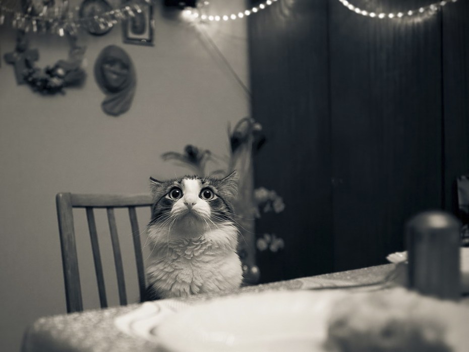 Смешные кошки