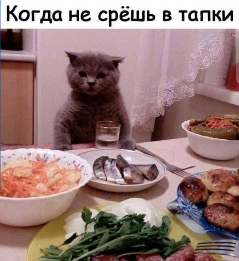 Кот у накрытого стола