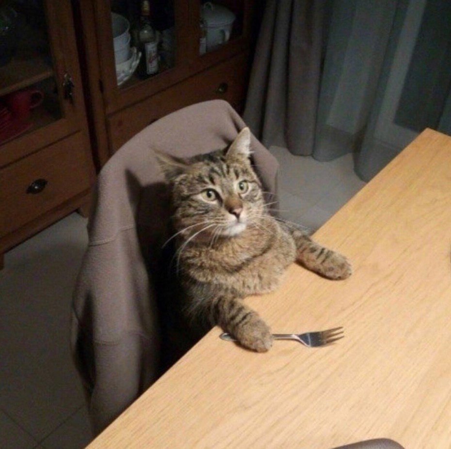 Голодный котик