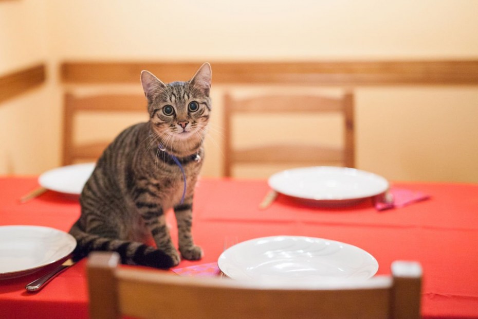 Коты за столом