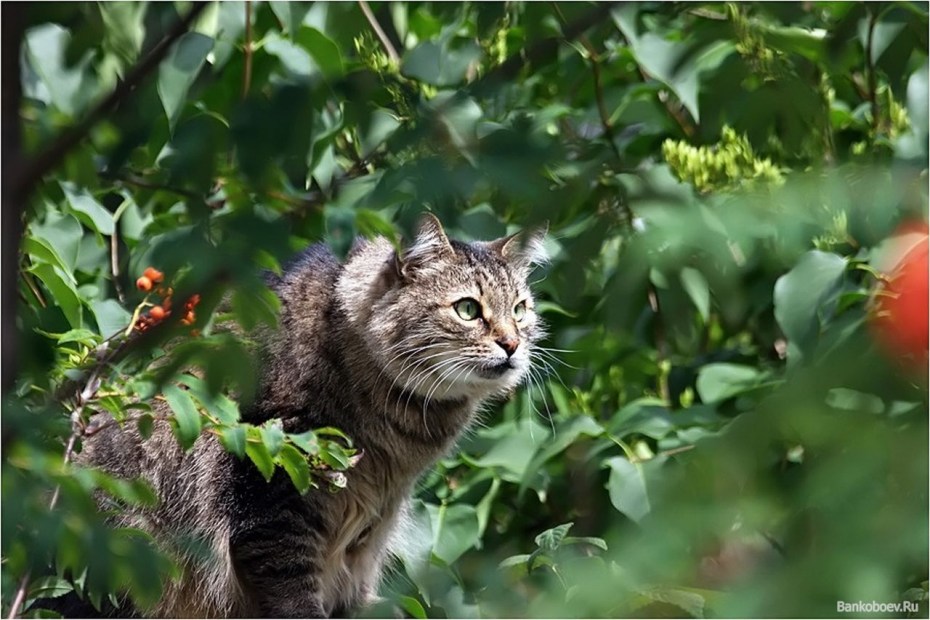 Кот хитрюга