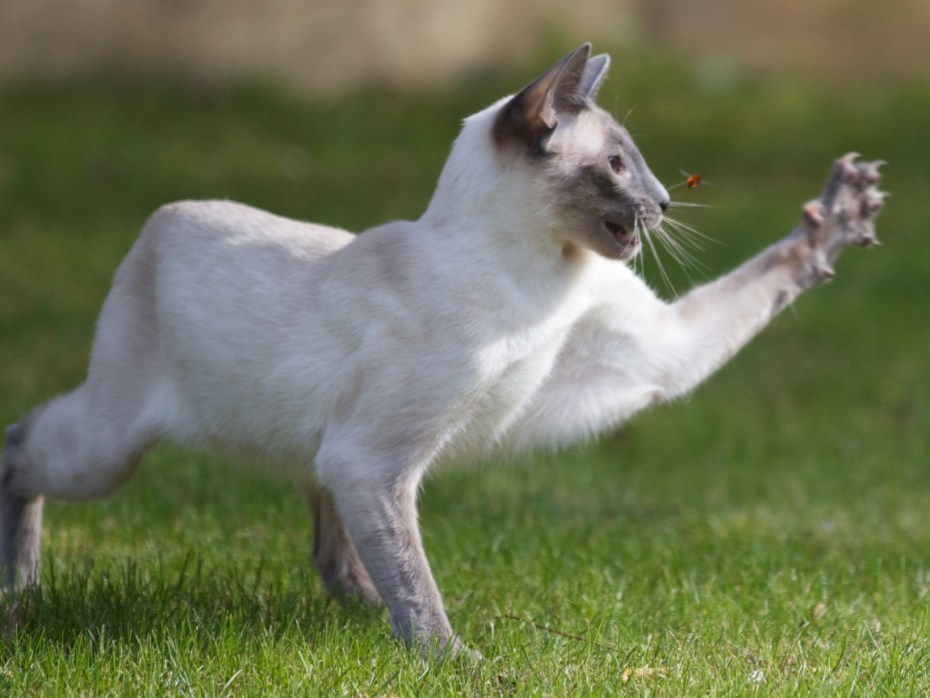 Сиамская кошка охотится