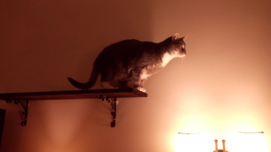 Кошка перед прыжком