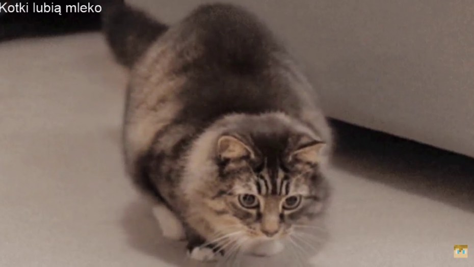 Кот gif