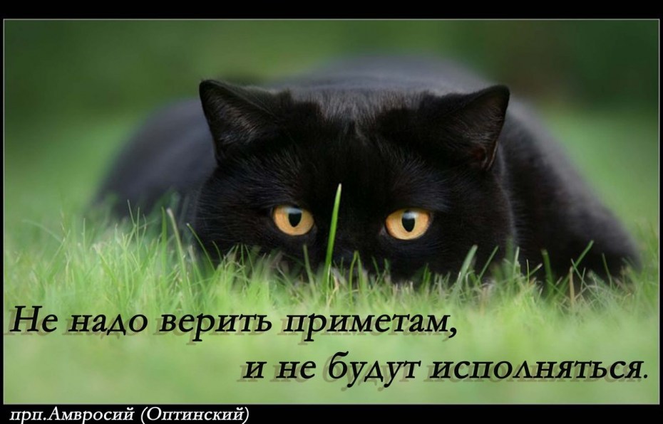 Черный кот в траве