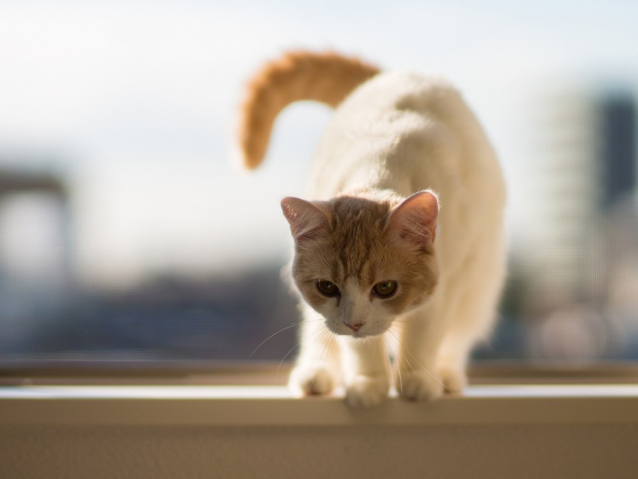 Котенок на подоконнике