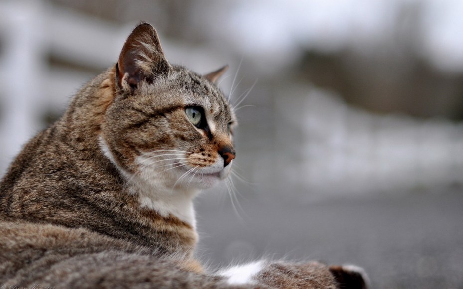 Котик готов к прыжку