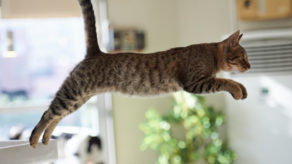 Кошачья Грация