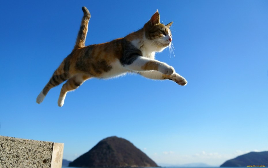 Кот летит