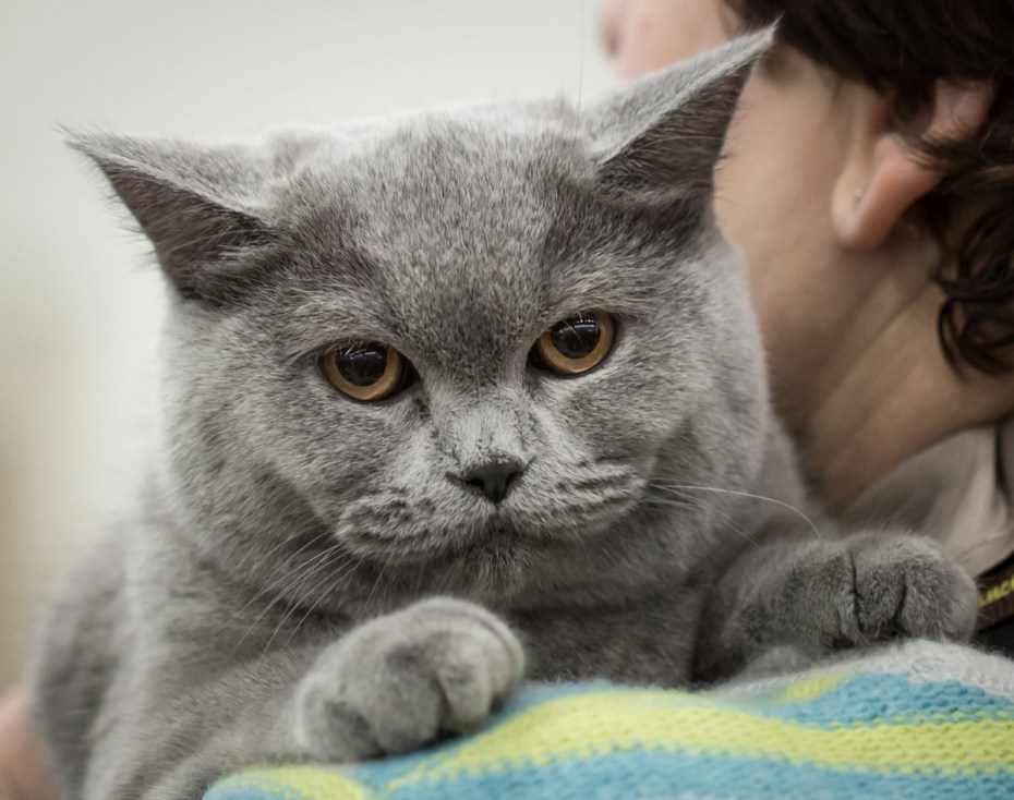 Коты скоттиш страйт