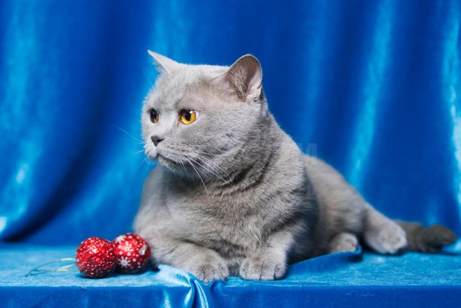 Шотландская скоттиш страйт кошка голубая