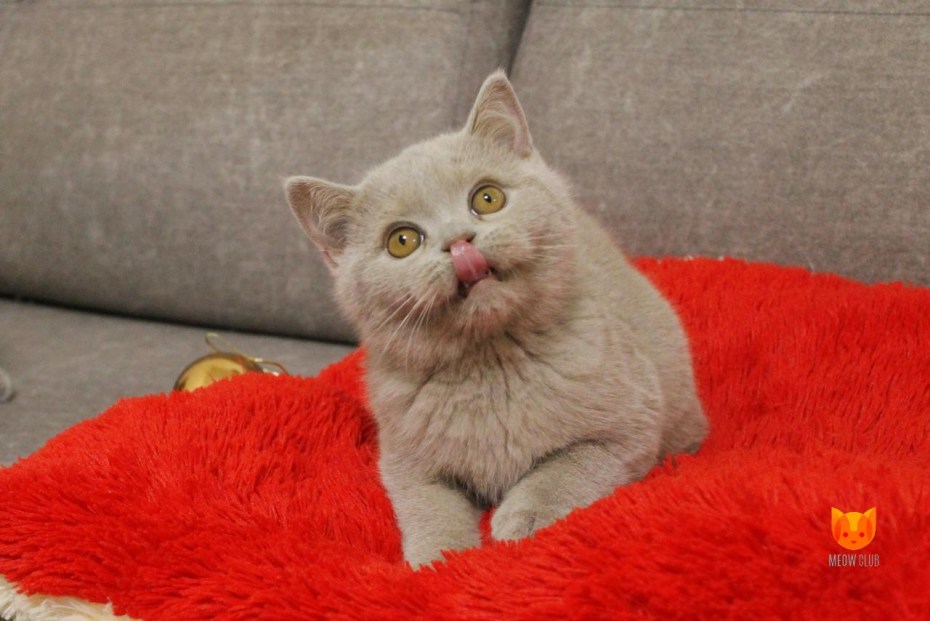 Шотландский скоттиш страйт вискас