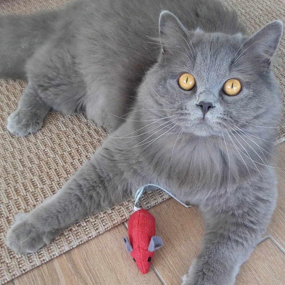 Шотландская голубая кошка прямоухая