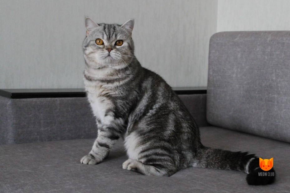 Шотландский скоттиш страйт