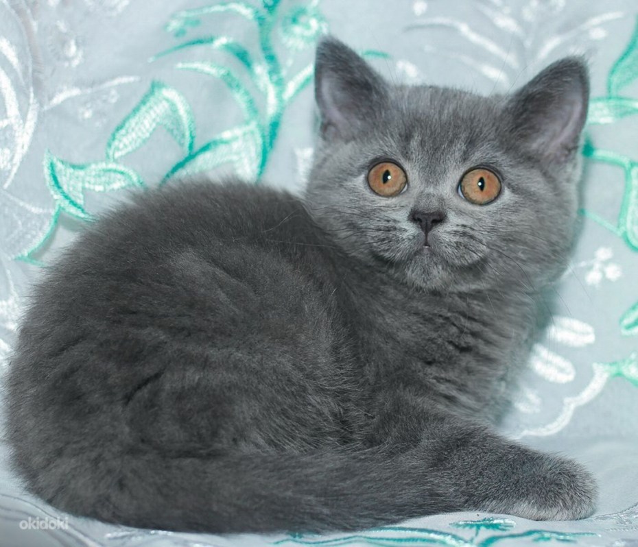 Шотландские коты прямоухие