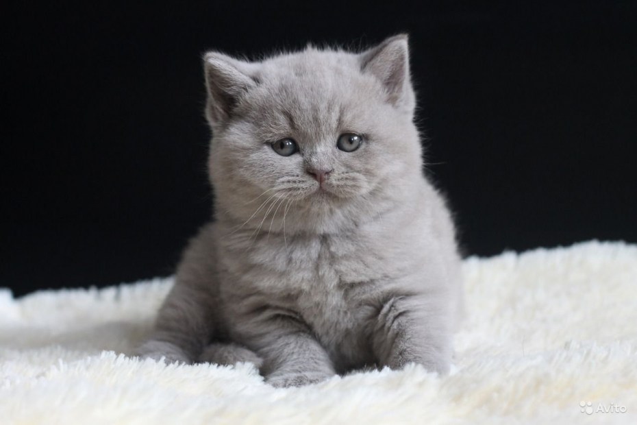 Шотландский красный скоттиш страйт