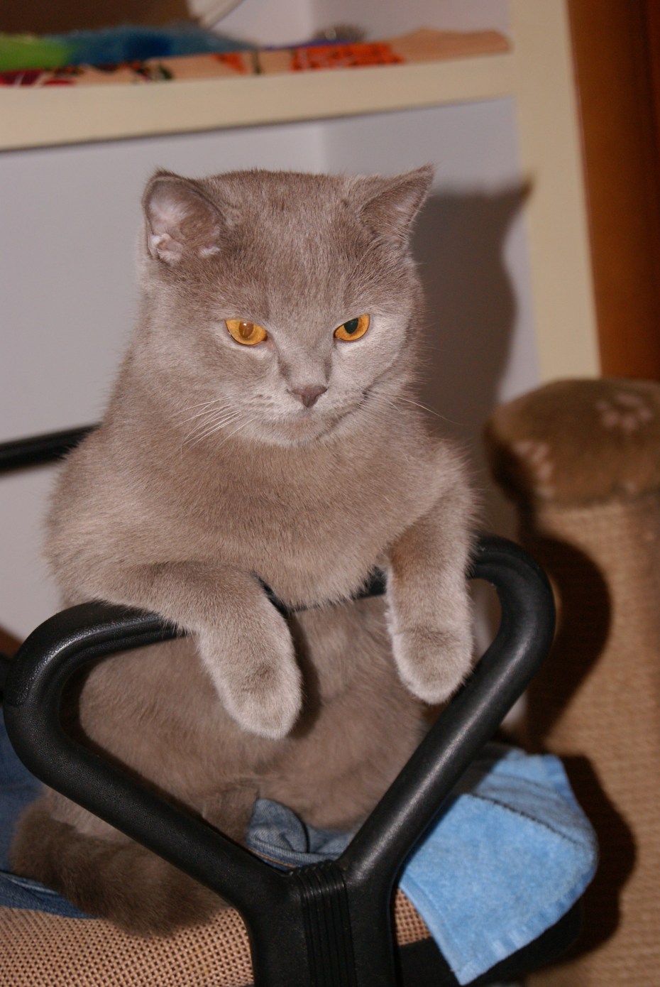 Шотландский скоттиш страйт