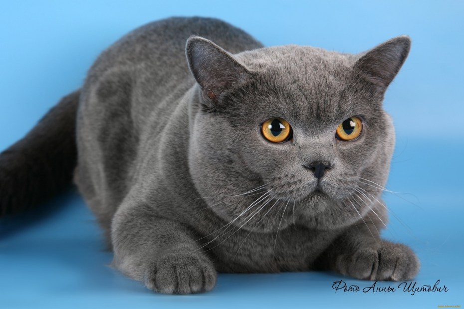 Шотландская голубая кошка прямоухая
