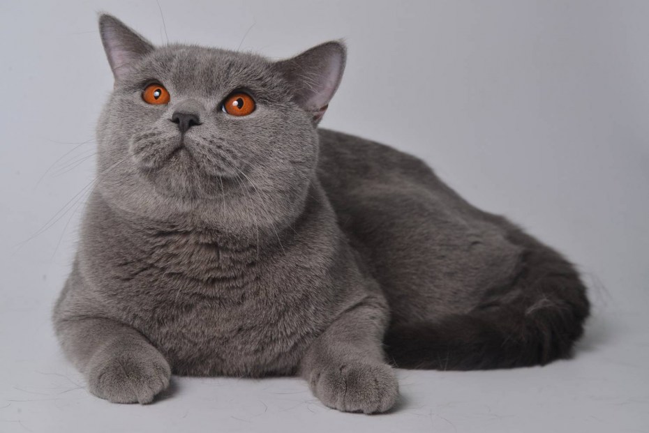 Котята британцы шотландцы