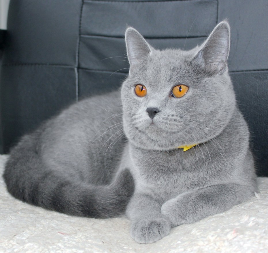 АА Cat