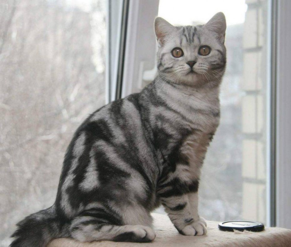 Шотландская скоттиш страйт кошка голубая