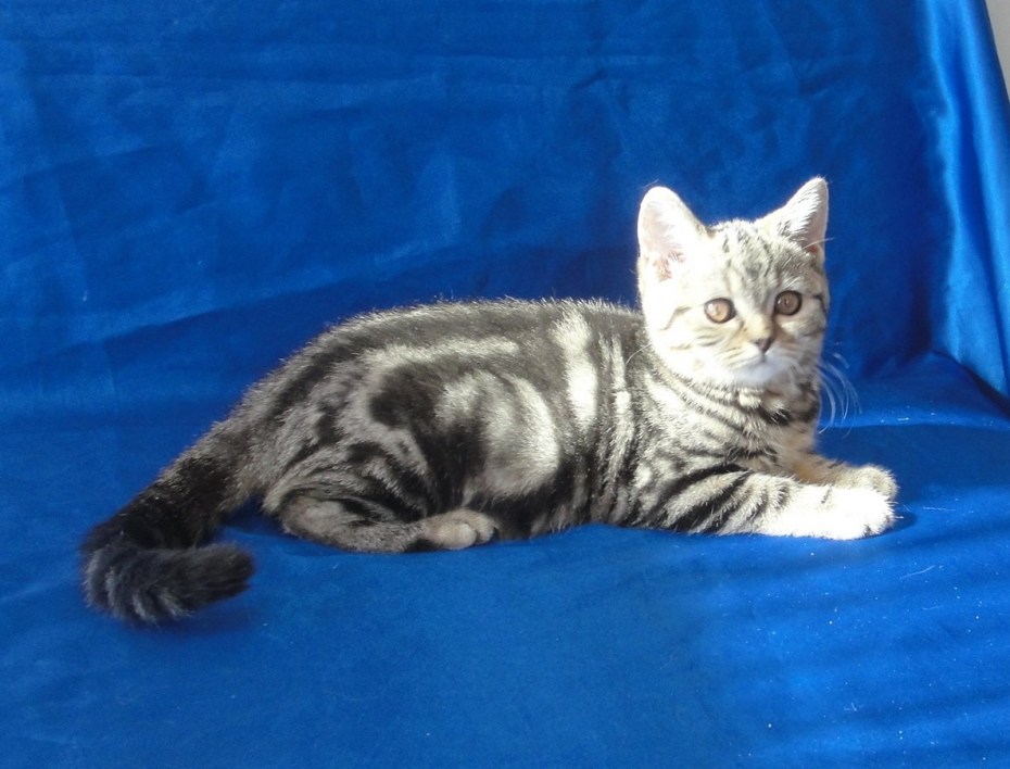 Скоттиш страйт серая кошка