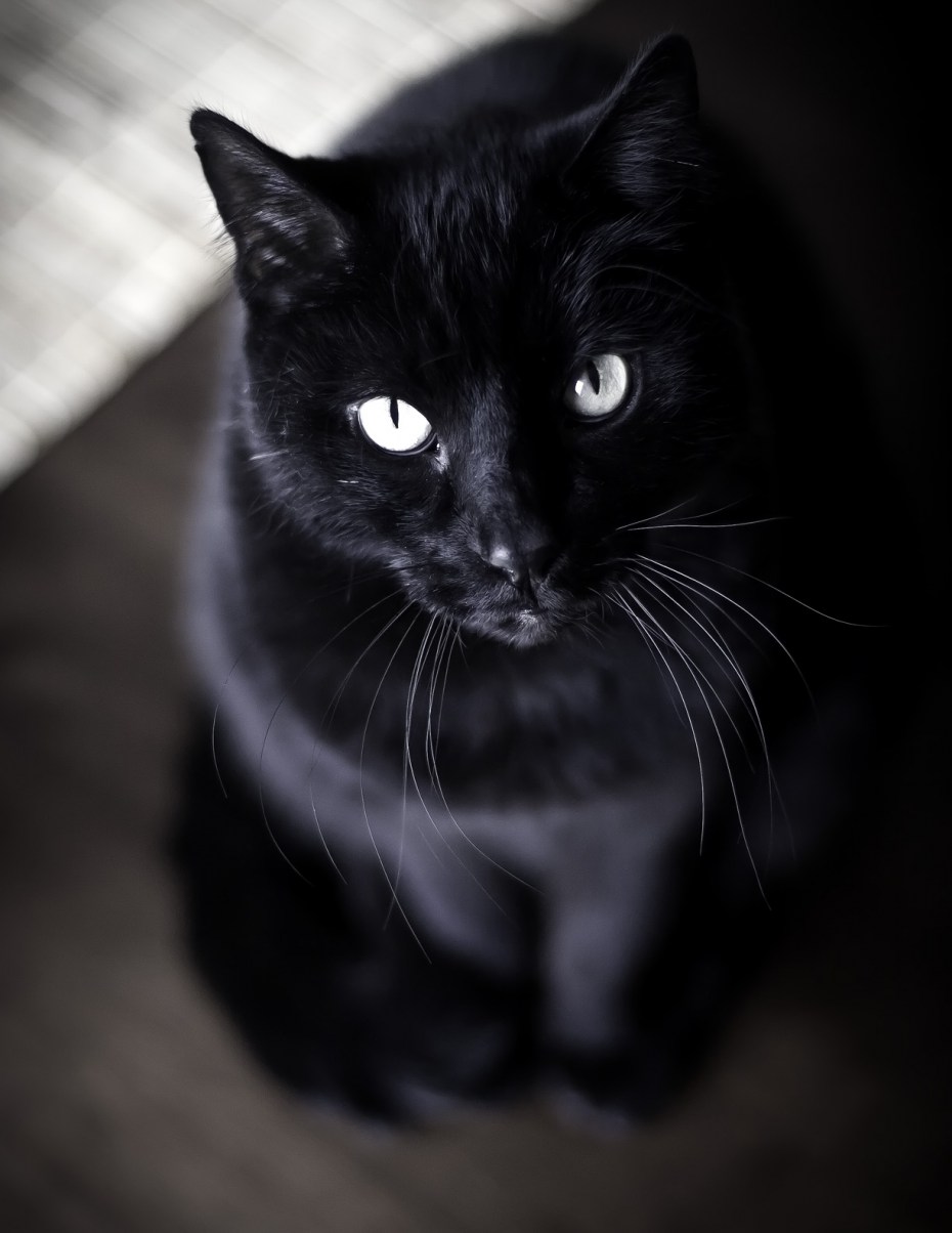 Кошка с большими клыками